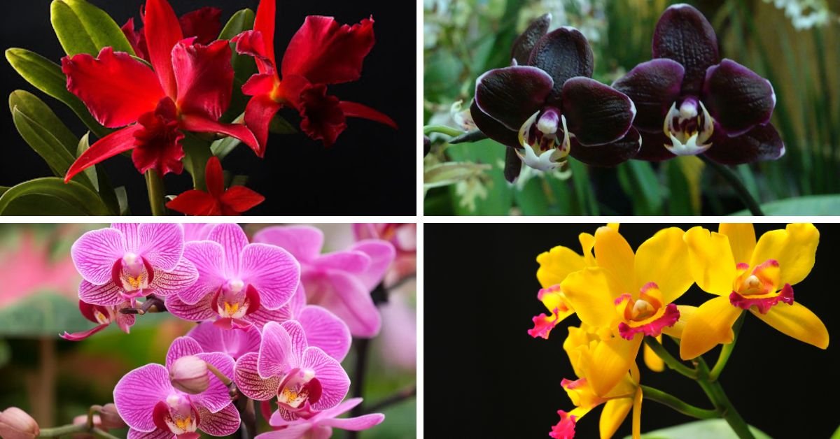 Leia mais sobre o artigo Orquídeas Significados das Cores das Flores