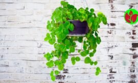 Descubra Como a Planta Dinheiro em Penca Pode Transformar Sua Casa Em Um Ambiente de Prosperidade