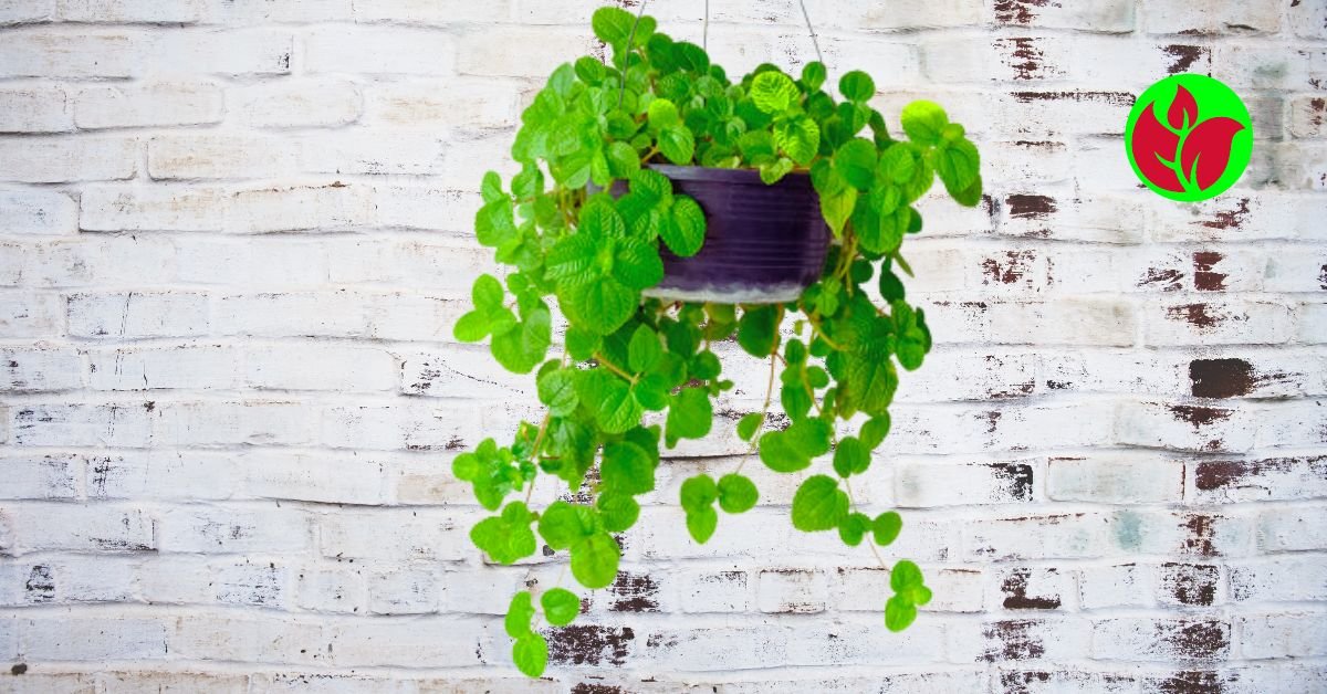 Descubra Como a Planta Dinheiro em Penca Pode Transformar Sua Casa Em Um Ambiente de Prosperidade