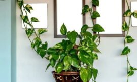Planta Jiboia (Epipremnum aureum): Elegância e Beleza para sua Casa