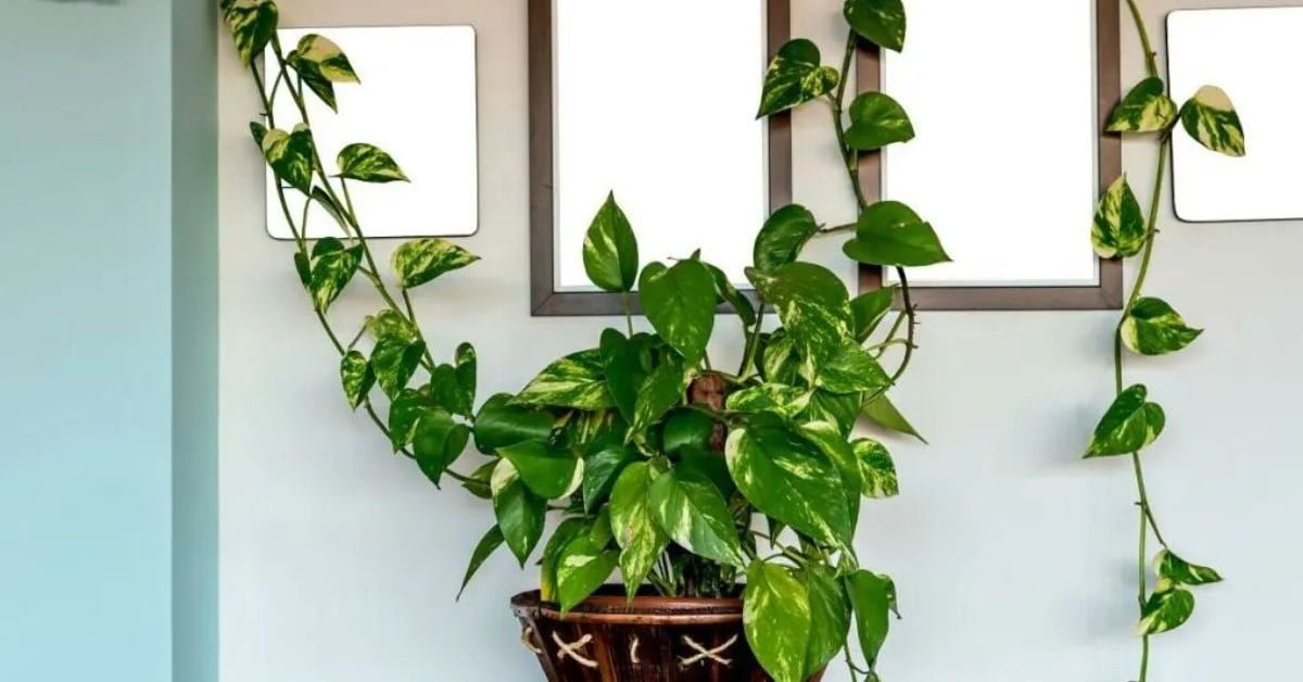 Planta Jiboia (Epipremnum aureum): Elegância e Beleza para sua Casa