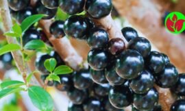 Jabuticabeira em vaso, desfrute da beleza e do sabor dessas frutas deliciosas, diretamente do seu próprio jardim.