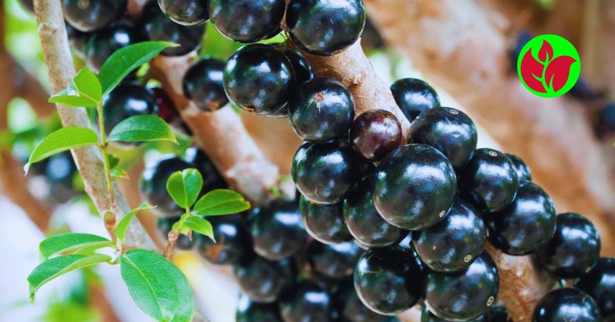 Leia mais sobre o artigo Jabuticabeira em vaso, desfrute da beleza e do sabor dessas frutas deliciosas, diretamente do seu próprio jardim.