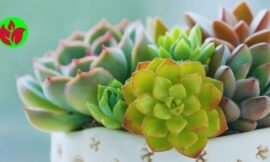 Rosa de pedra: beleza, resistência e cuidado da suculenta que é a febre do momento