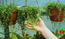 Suculentas pendentes – 10 opções para você decorar sua casa