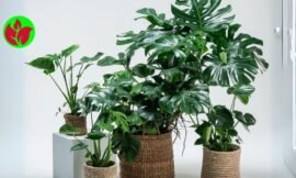 Costela-de-Adão, guia completo: Tudo que você precisa saber sobre a Monstera deliciosa