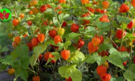 Flor Lanterna Chinesa: Beleza Exótica e Cuidados Essenciais