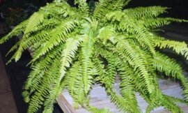 Samambaia Tigre, uma planta linda e de fácil manutenção, você vai se encantar por ela