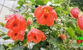 Tudo Sobre a Planta Flor de Sino: Abutilon pictum – Cultivo, Cuidados e Curiosidades