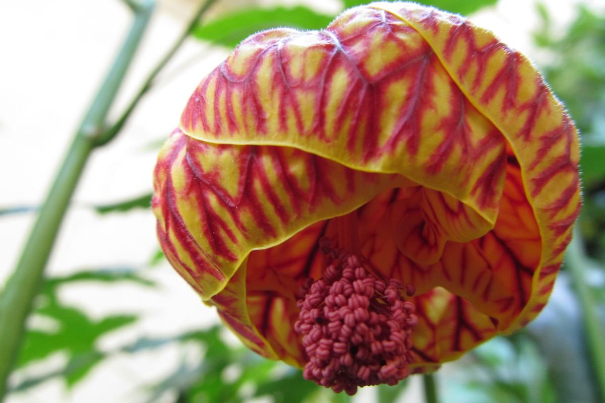 flor-de-sino-Abutilon-pictum-3 Tudo Sobre a Planta Flor de Sino: Abutilon pictum - Cultivo, Cuidados e Curiosidades