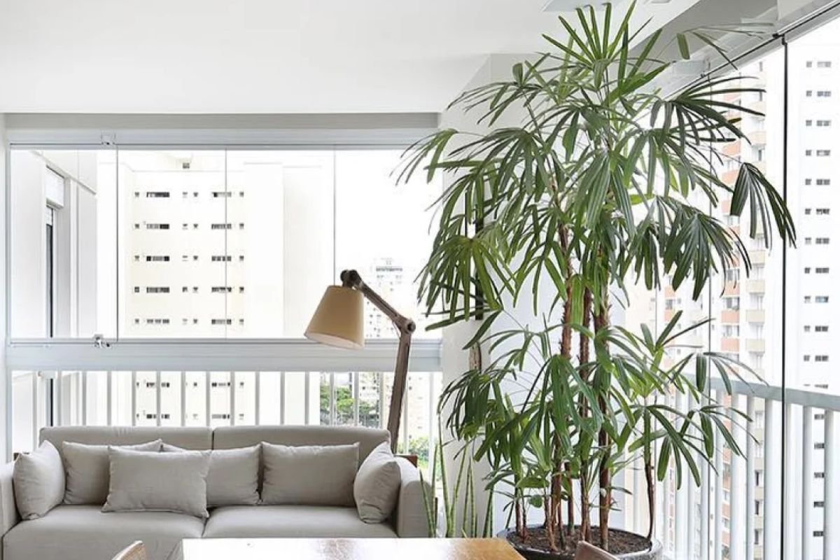 Beneficios-de-Ter-uma-Palmeira-Raphis-em-Casa Palmeira Raphis: Tudo o Que Você Precisa Saber para Plantar e Cuidar e Decorar Sua Casa