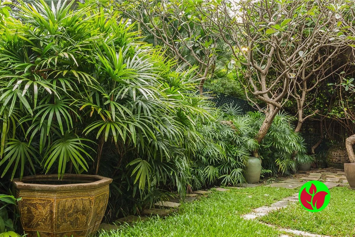 Curiosidades-sobre-a-Raphis Palmeira Raphis: Tudo o Que Você Precisa Saber para Plantar e Cuidar e Decorar Sua Casa