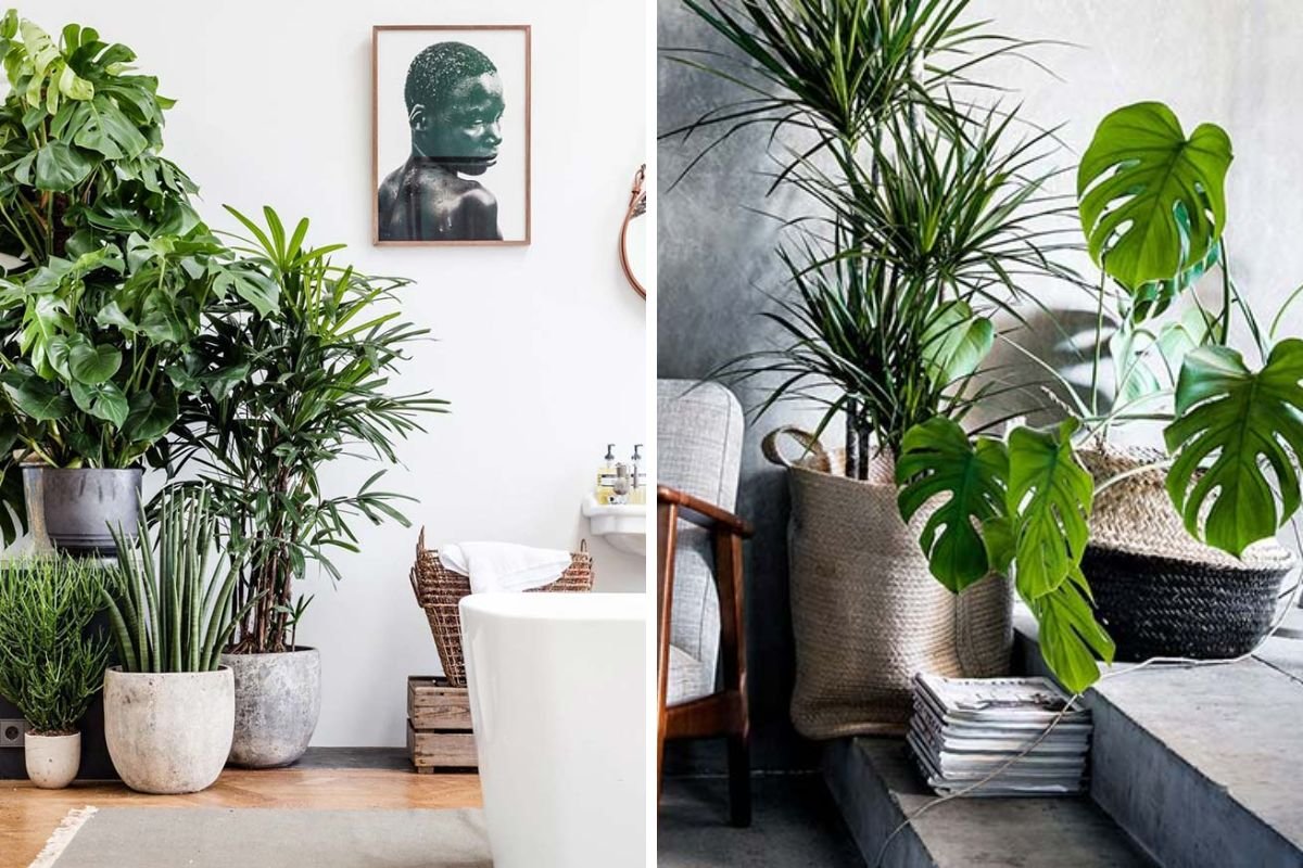 Dicas-de-Estilo-com-Palmeira-Raphis Palmeira Raphis: Tudo o Que Você Precisa Saber para Plantar e Cuidar e Decorar Sua Casa