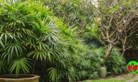 Palmeira Raphis: Tudo o Que Você Precisa Saber para Plantar e Cuidar e Decorar Sua Casa