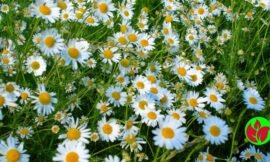 Planta Camomila: Cultivo, Cuidados e Benefícios