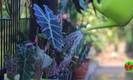 Alocasia Amazônica: A Planta Exótica Que Traz Sorte E Prosperidade