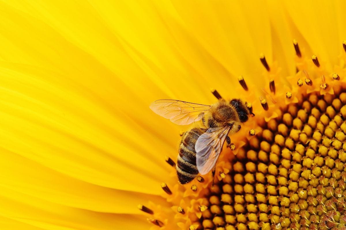 Jardim-Amigo-das-Abelhas-2 Crie um Oásis Zumbidor: As Melhores Flores para um Jardim Amigo das Abelhas
