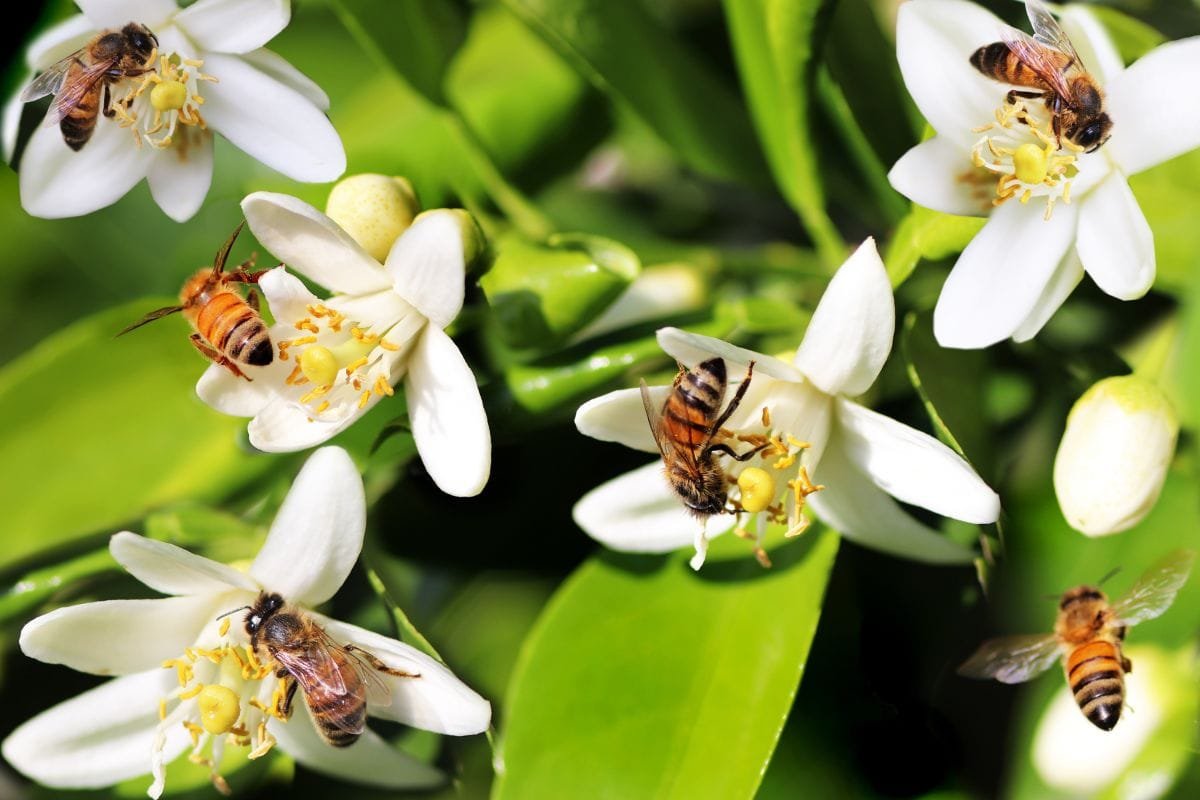 Jardim-Amigo-das-Abelhas-3 Crie um Oásis Zumbidor: As Melhores Flores para um Jardim Amigo das Abelhas