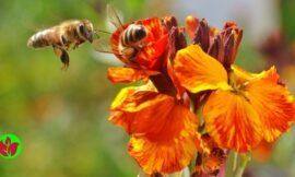 Crie um Oásis Zumbidor: As Melhores Flores para um Jardim Amigo das Abelhas