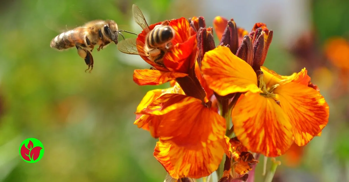 Crie um Oásis Zumbidor: As Melhores Flores para um Jardim Amigo das Abelhas