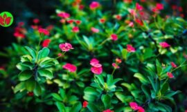 Tudo sobre a Planta Coroa de Cristo: Cuidados, Curiosidades e Dicas para Cultivo