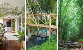 Bambu Mossô: Benefícios e Cuidados Essenciais para o Cultivo