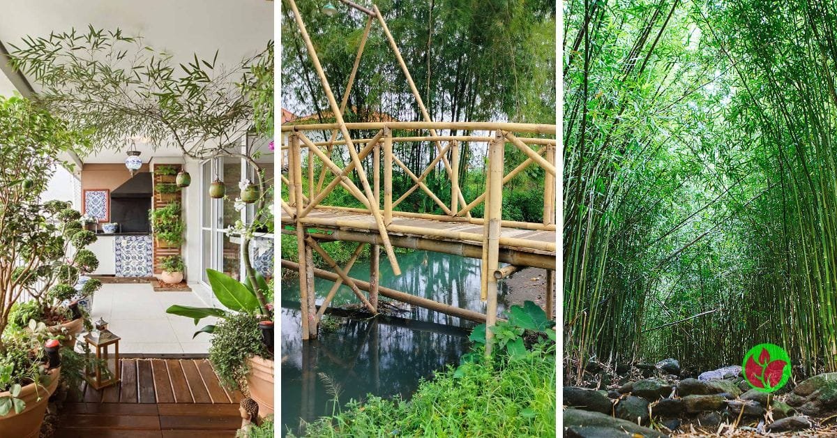 bambu-mosso- Orquídeas para presente: 10 orquídeas para você acertar no presente e fazer uma pessoa feliz