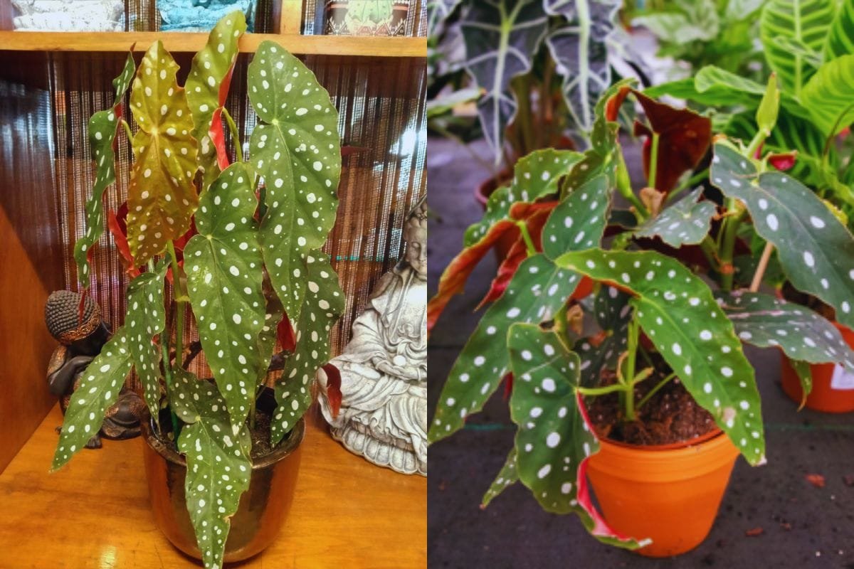 Begonia-Maculata-2 Begônia Maculata: O Guia Completo para Cuidar da Planta Mais Estilosa do Momento
