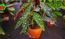 Begônia Maculata: O Guia Completo para Cuidar da Planta Mais Estilosa do Momento