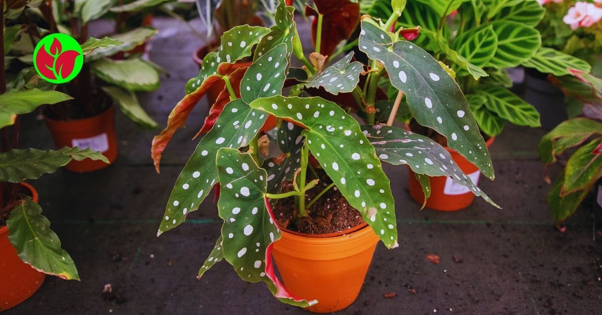 Begonia-Maculata-dst Orquídeas para presente: 10 orquídeas para você acertar no presente e fazer uma pessoa feliz