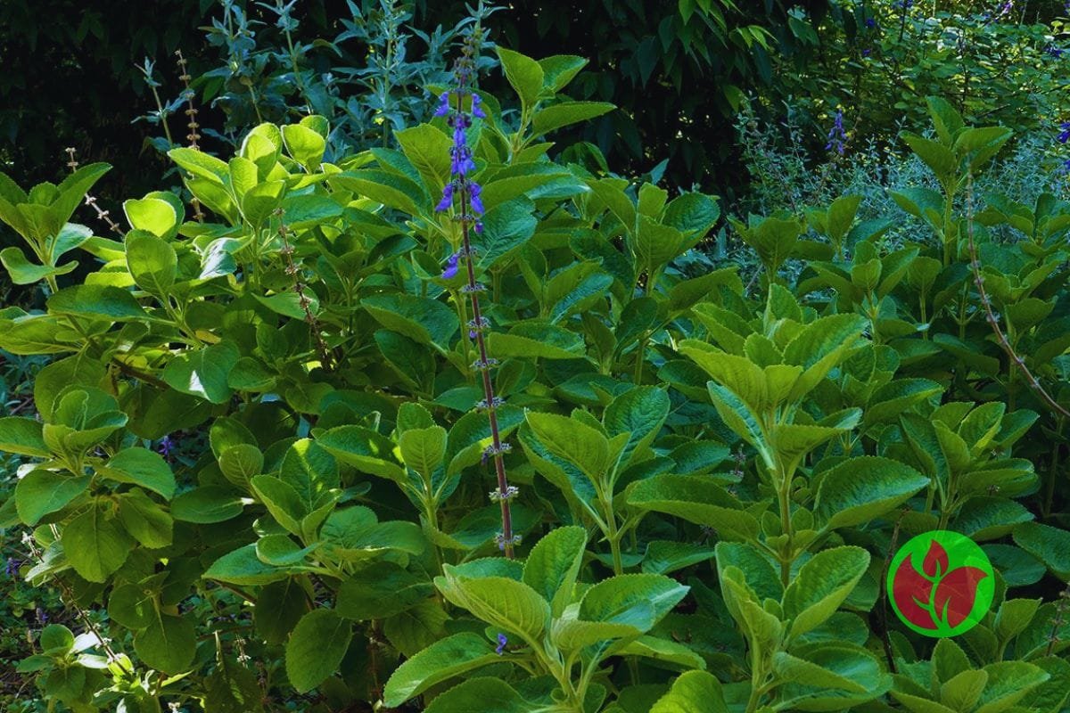 Boldo-Plectranthus-barbatus-1 Boldo (Plectranthus barbatus): O Segredo Natural para Saúde, Bem-estar e um Jardim Mais Bonito