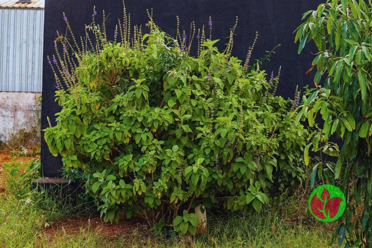 Boldo-Plectranthus-barbatus-2 Boldo (Plectranthus barbatus): O Segredo Natural para Saúde, Bem-estar e um Jardim Mais Bonito