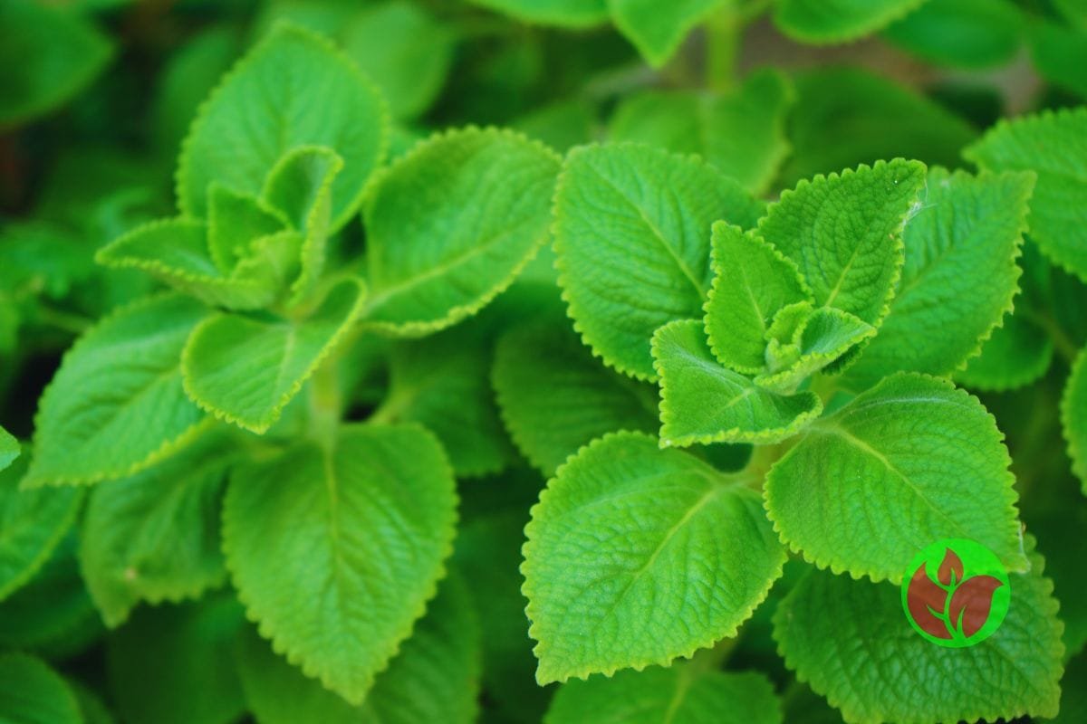Boldo-Plectranthus-barbatus-3 Boldo (Plectranthus barbatus): O Segredo Natural para Saúde, Bem-estar e um Jardim Mais Bonito