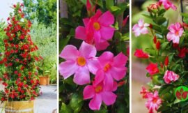 Mandevilla: A Beleza que Transforma Jardins e Varandas