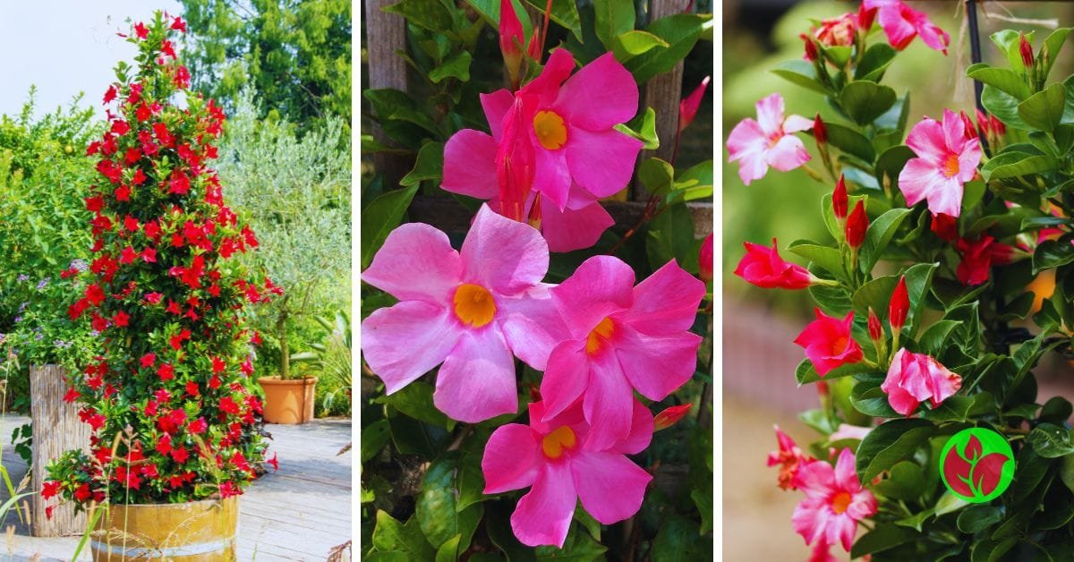 Mandevilla-dst Orquídeas para presente: 10 orquídeas para você acertar no presente e fazer uma pessoa feliz