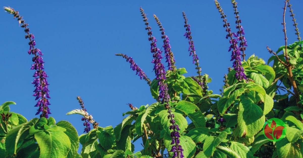 boldo-brasileiro-dst Orquídeas para presente: 10 orquídeas para você acertar no presente e fazer uma pessoa feliz