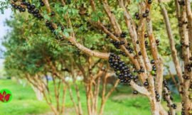 Jabuticabeira Hibrida: Como Plantar, Regar e Cuidar