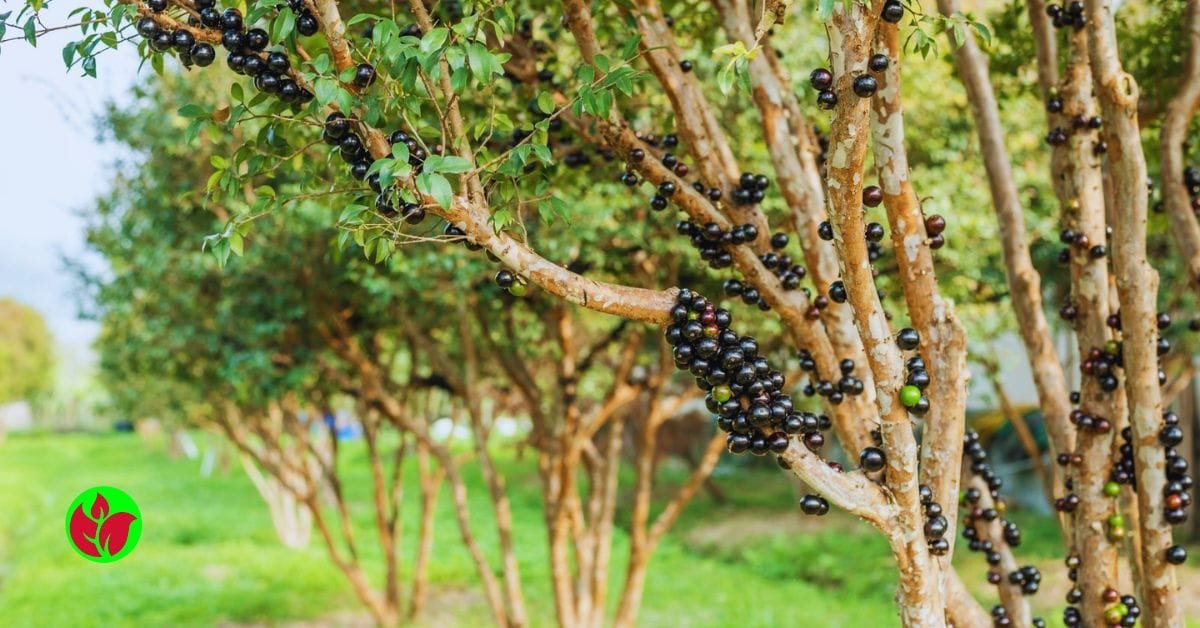 jabuticaba-hibrida-dst Orquídeas para presente: 10 orquídeas para você acertar no presente e fazer uma pessoa feliz