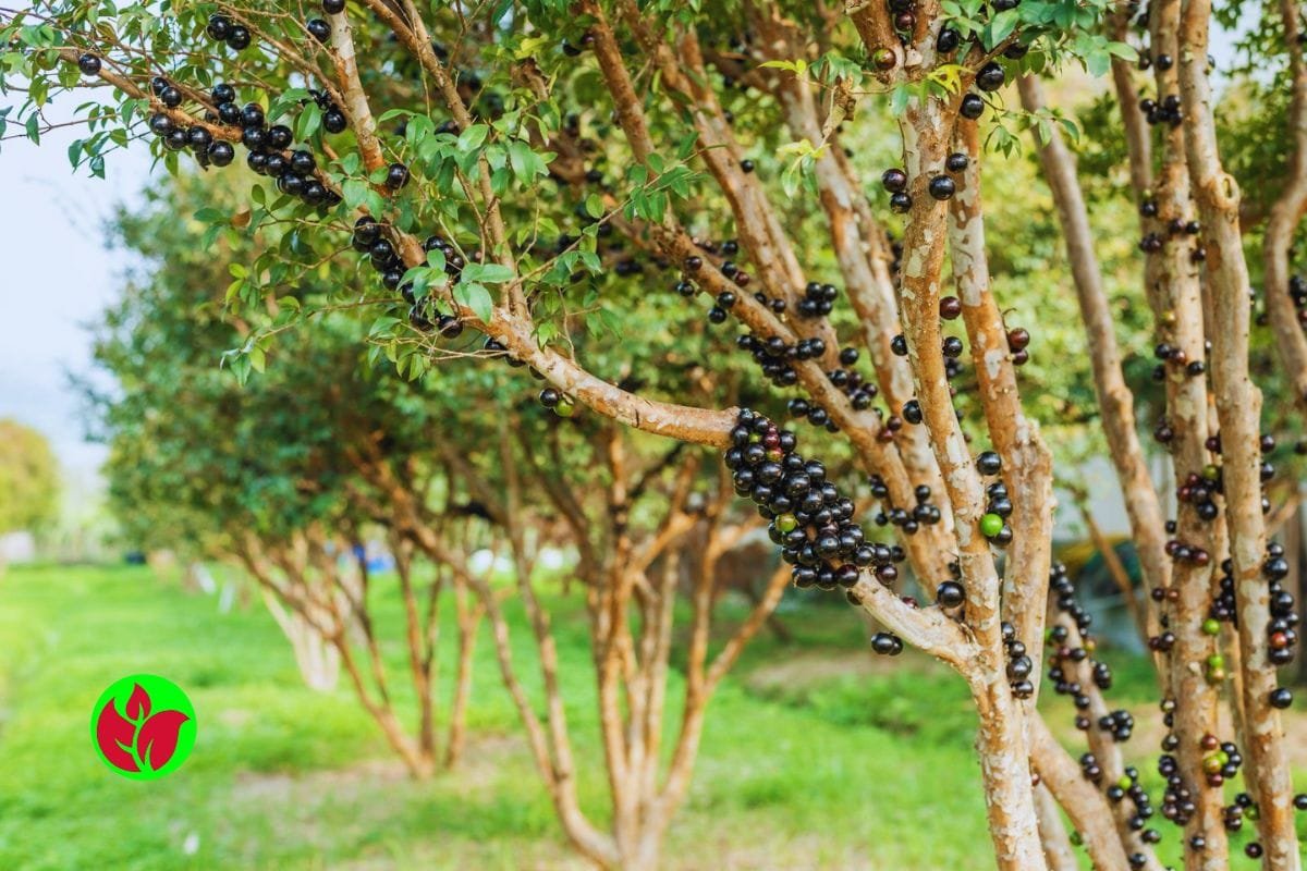 jabuticaba-hibrida Jabuticabeira Hibrida: Como Plantar, Regar e Cuidar