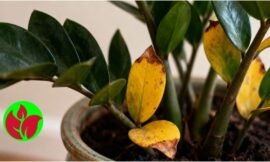 Zamioculca com folhas amarelas: como identificar a causa e o que fazer